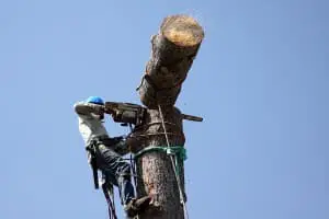 buncombe county tree worker